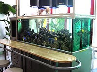 熱帯魚水槽